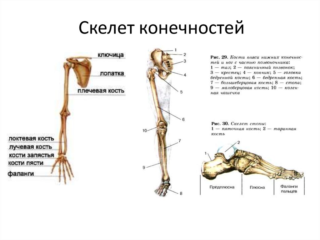 Поставить на 4 кости. Строение скелета верхней конечности анатомия. Скелет нижней конечности биология 8 класс. Описание строения скелета конечностей. Строение скелета нижней конечности анатомия.