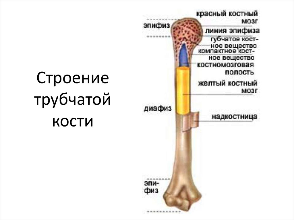Тело длинные трубчатые кости. Строение длинной трубчатой кости. Строение трубчатой кости эпифиз диафиз. Трубчатая кость желтый костный мозг. Кость ее строение и функции.