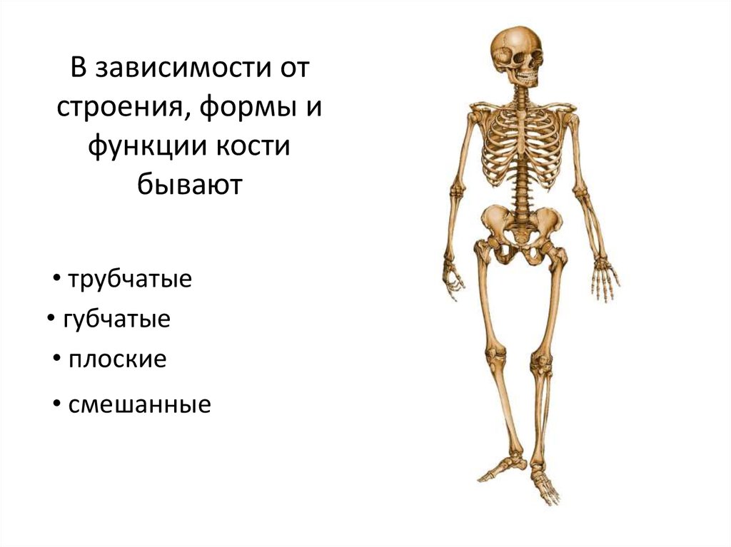 Основные функции кости. Опорно-двигательная система строение и функции строение костей. Типы костей опорно двигательной системы. Анатомия опорно двигательная система скелет. Строение кости.функции опорно-двигательной системы..