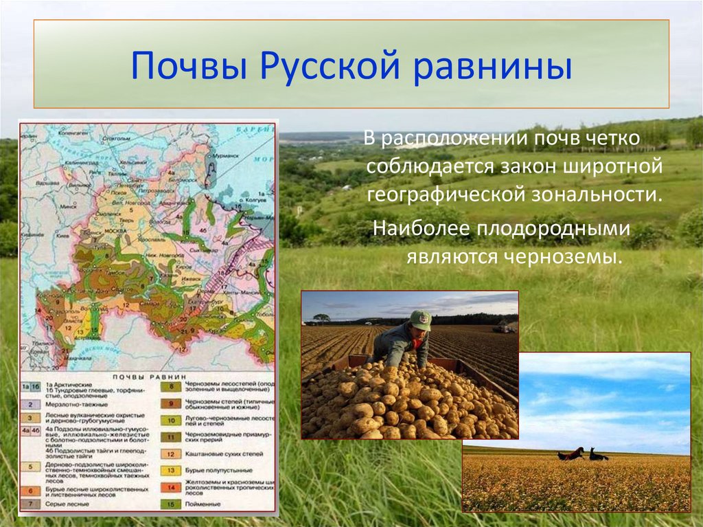 В каком районе наиболее плодородные почвы. Почвенная карта Восточно-европейской равнины. Русская равнина это Восточно-европейская равнина.
