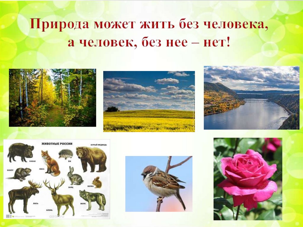 Окружающий природа как называется. Природа для презентации. Окружающий мир 2 класс тема природа. Проект Живая природа. Мир живой природы презентация.