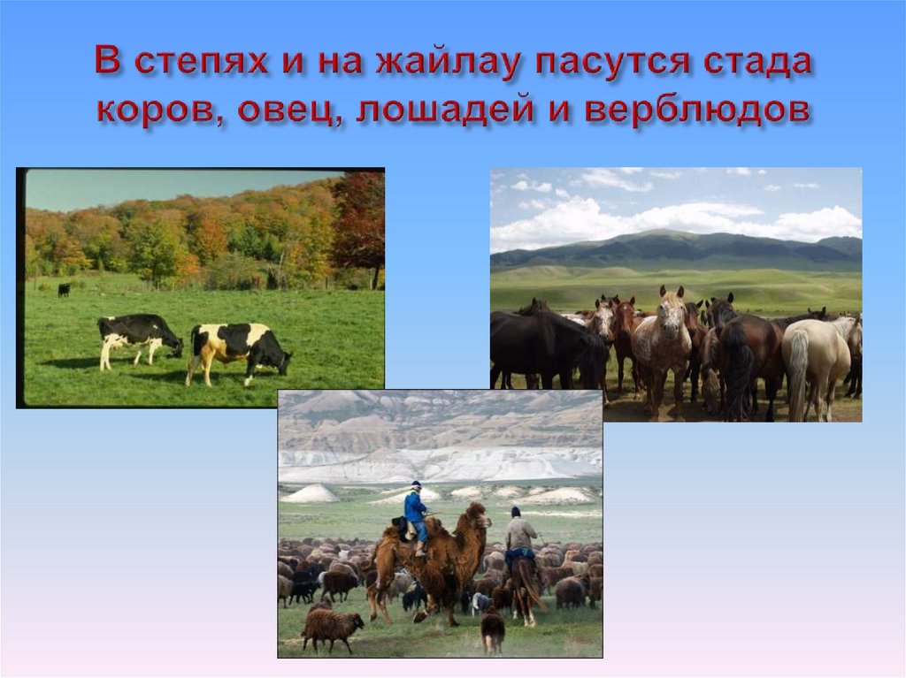 Богатства степей. Занятия населения в степи. Занятия в Степной зоне. Степи и человек. Занятия населения степей России.