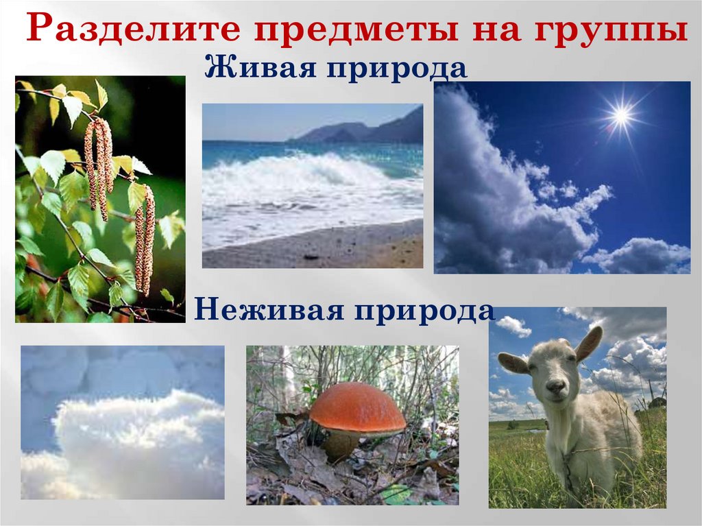 Что не является живой природой. Живая и неживая природа. Объекты живой и неживой природы. Предметы живой и неживой природы. Объекты живой природы в России.