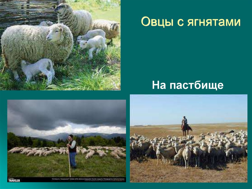 Дали овцы. Пастбища презентация. Пастбище овцеводство презентация. Предложение со словом пастбище или пастух. Читать овцы на пастбище техника чтения 3 класс.