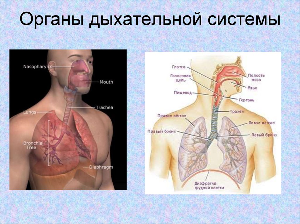 Органы дыхательной системы