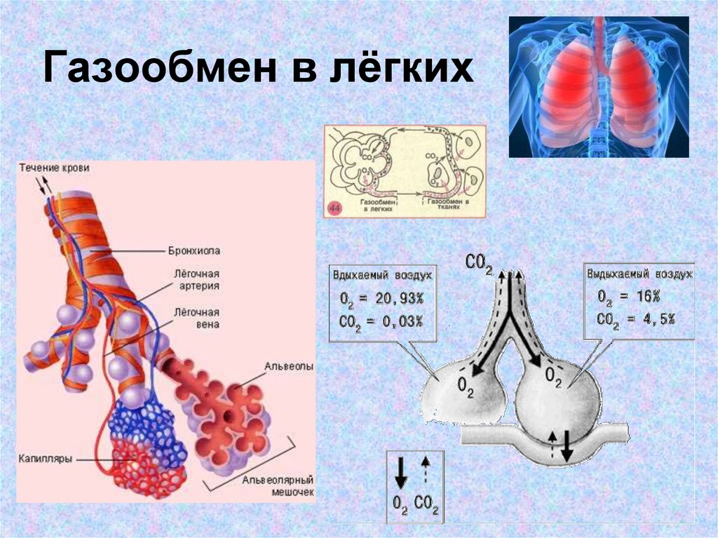 Легкие функцию газообмена