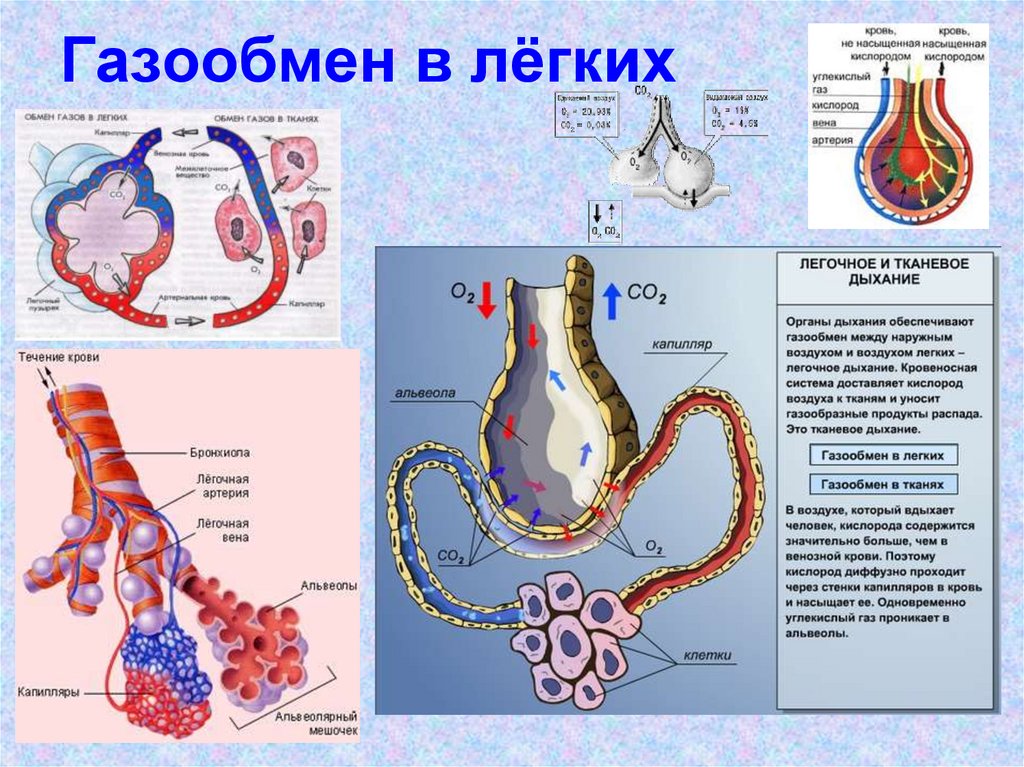 Органы дыхания газообмена