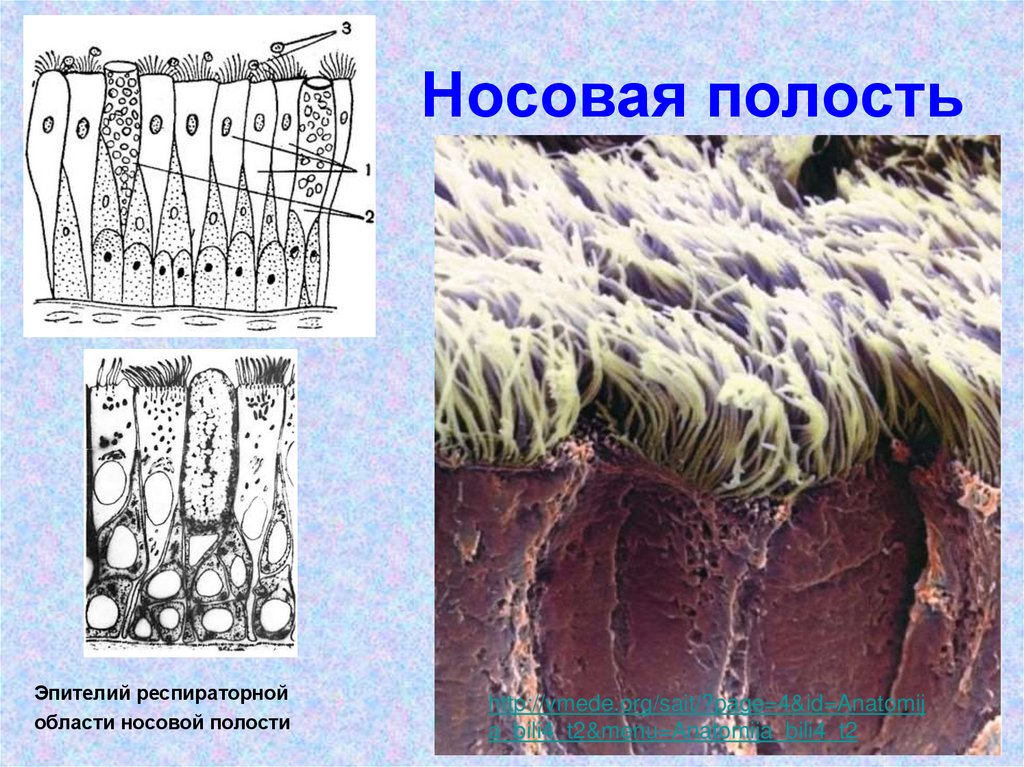 Носовая полость