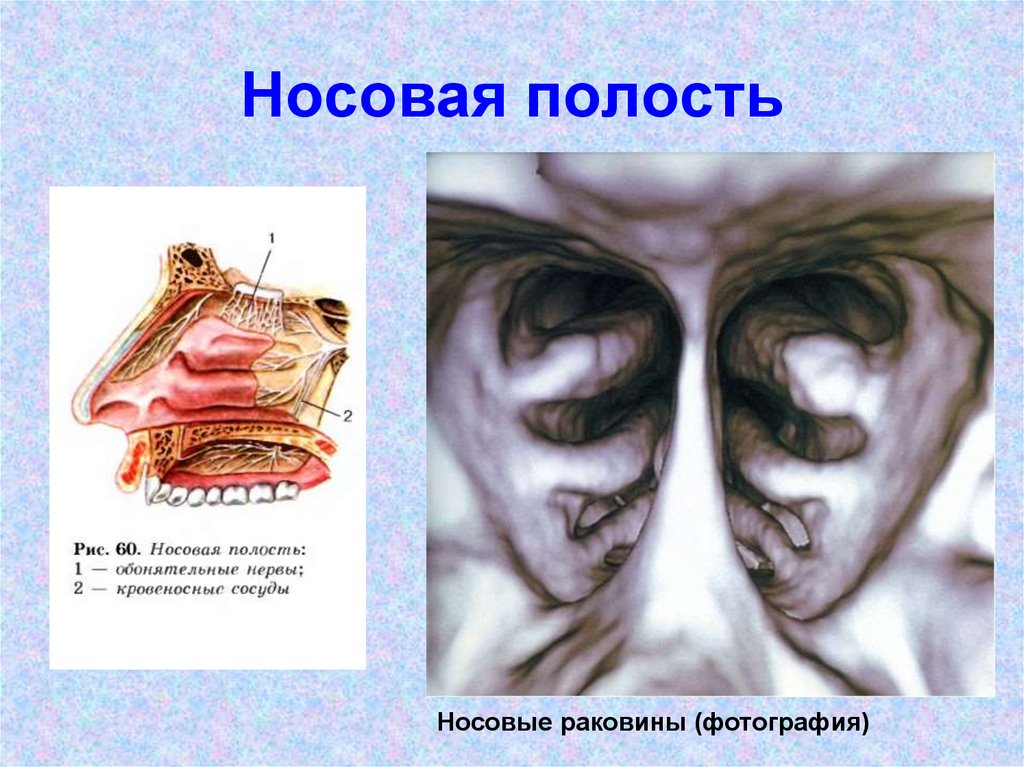 Носовая полость