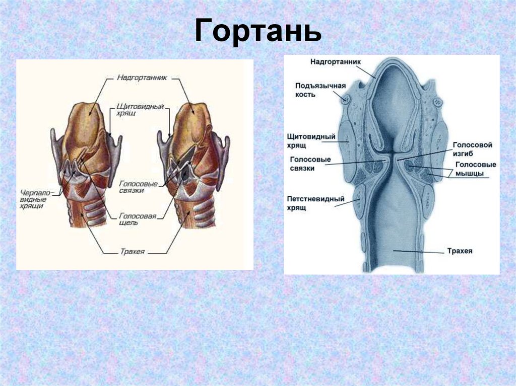 Гортань рисунок с обозначениями