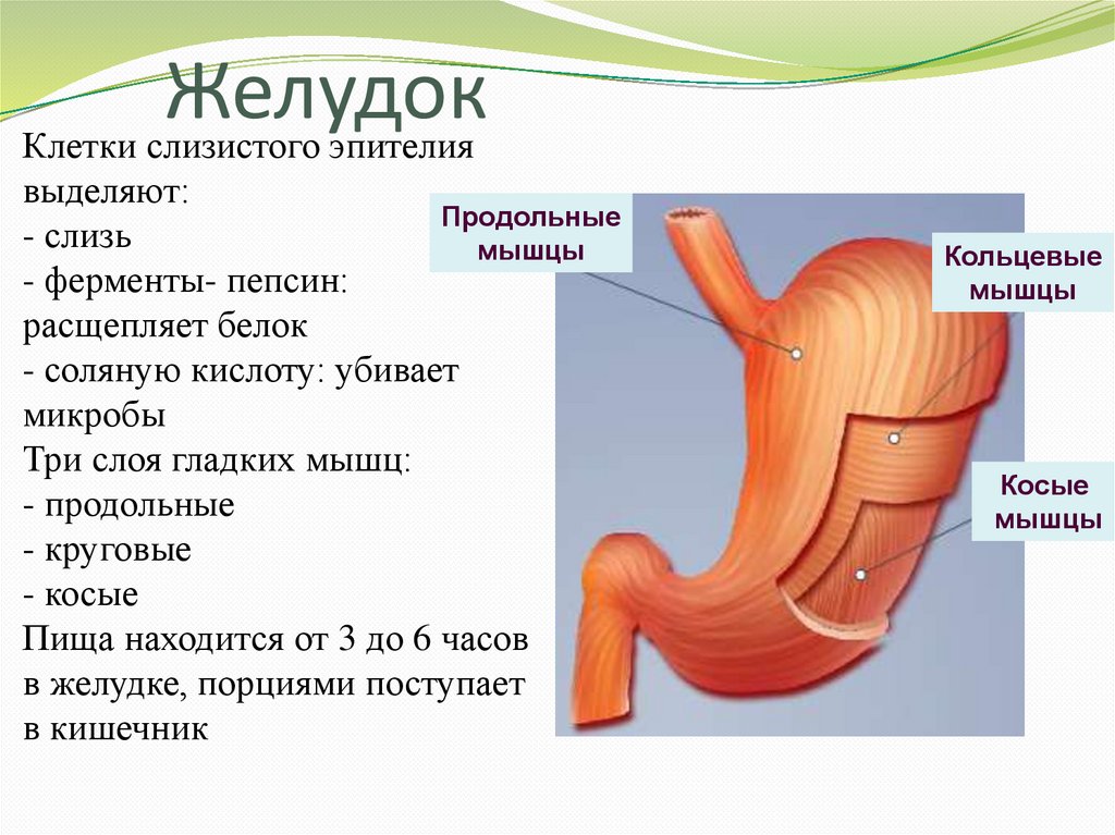 Где находится желудок