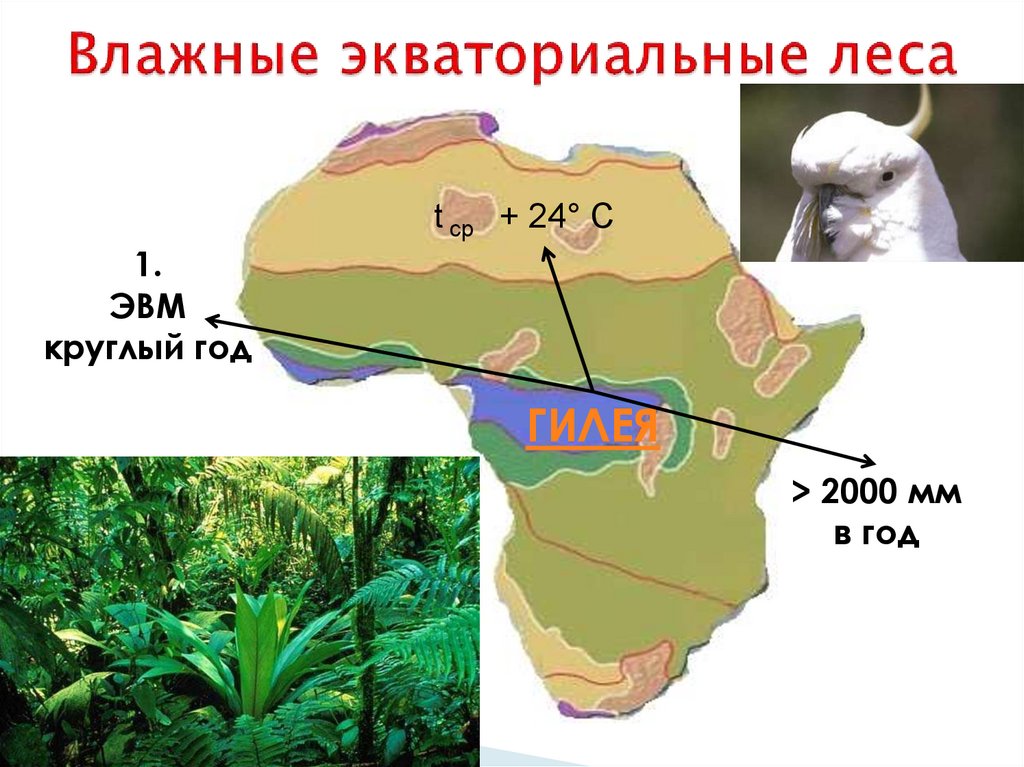 Описание влажных экваториальных лесов по плану 7 класс география