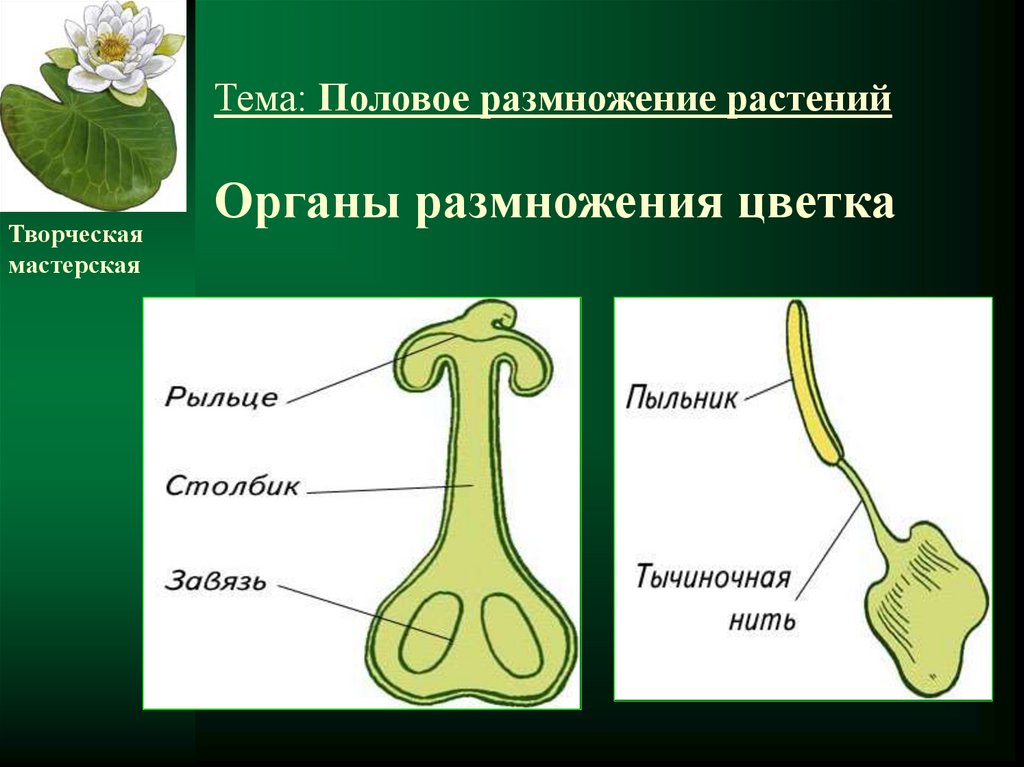 Цветок орган размножения