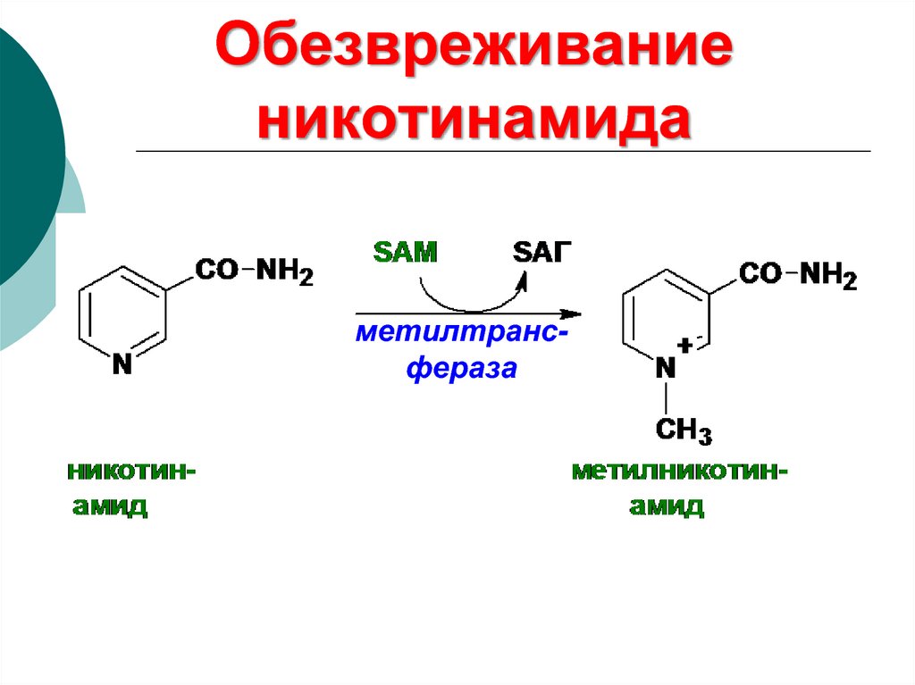 Надф н2. Синтез НАДФ. Активная форма никотинамида. Получение никотинамида. Обезвреживание триптофана.