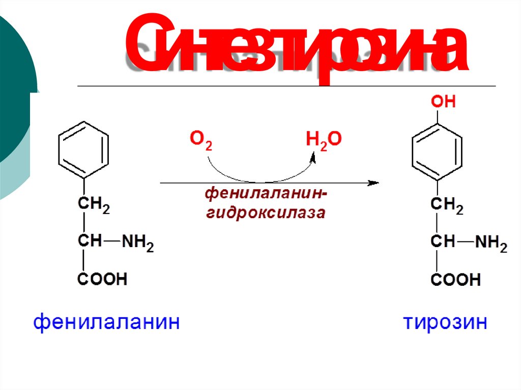 Синтез тирозина. Формула структура тирозин. Синтез фенилаланина. Фенилаланин в тирозин.