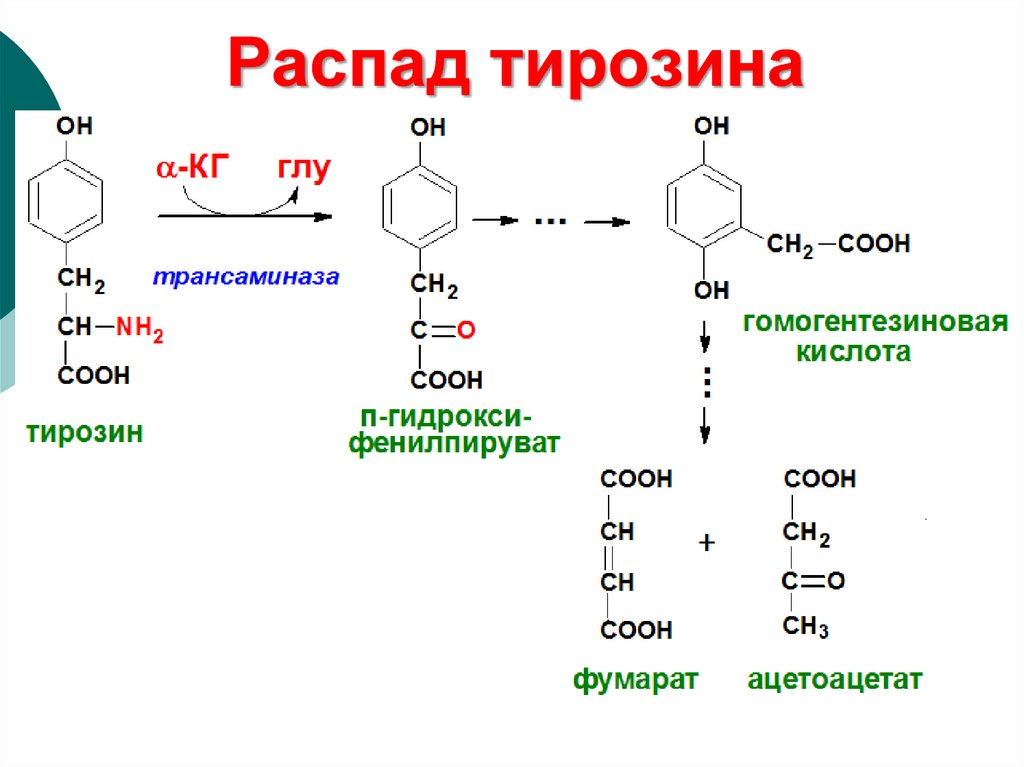 Синтез тирозина. Синтез катехоламинов биохимия из тирозина. Распад тирозина. Распад тирозина до фумаровой и ацетоуксусной кислоты. Схема реакций превращения тирозина в меланин.