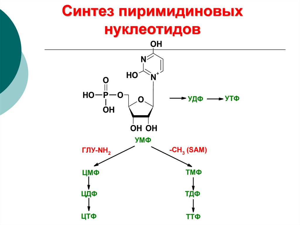 Схема образования 5 цмф