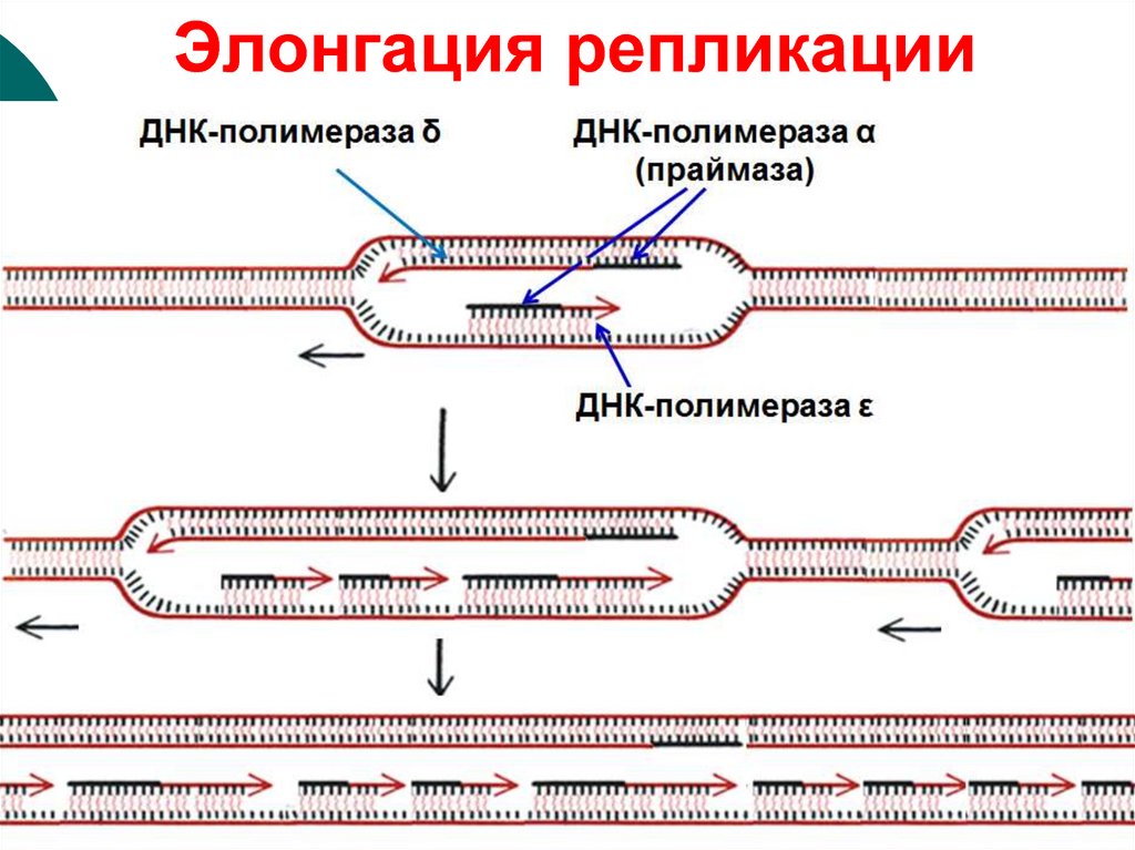 3 этапа репликации. Этапы репликации ДНК инициация элонгация терминация. Инициация репликации ДНК схема. Элонгация ДНК схема. Репликация ДНК У прокариот схема.