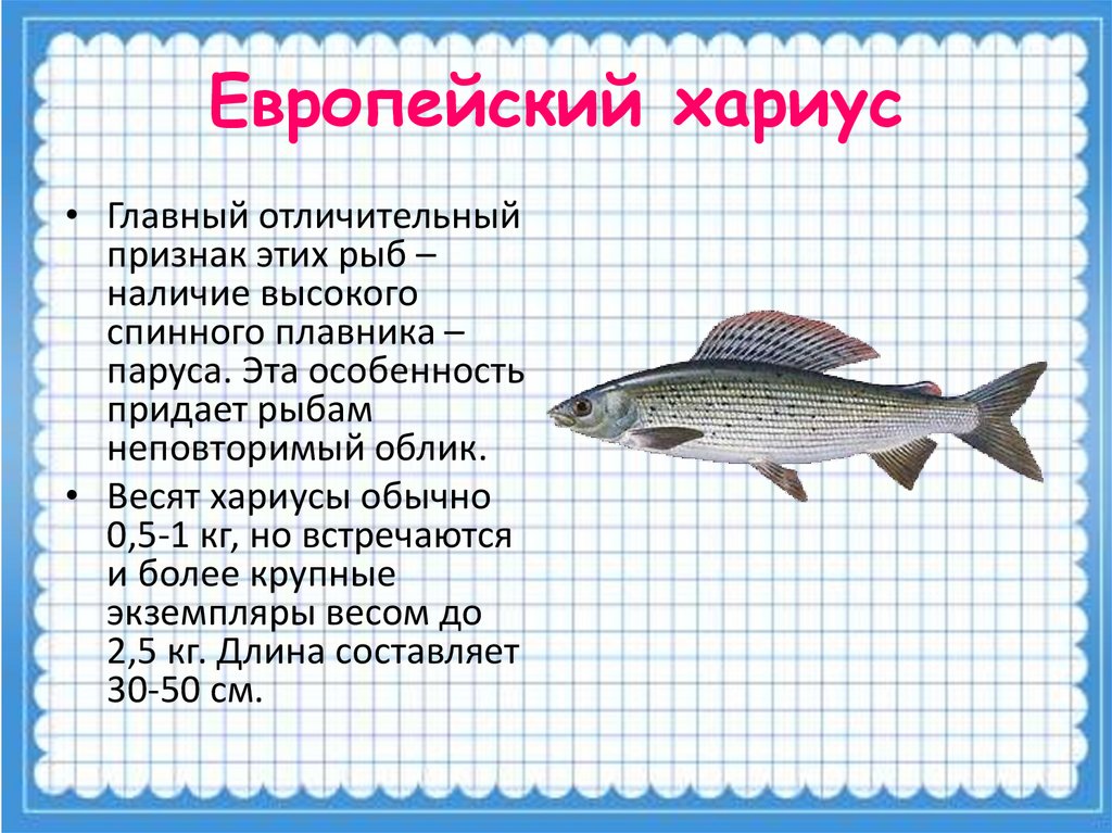 Хариус рыба фото описание где водится