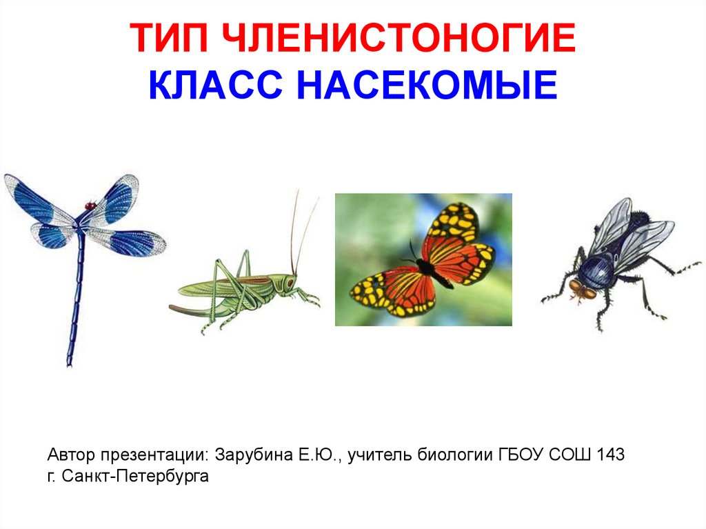 Биология тест класс насекомые. Насекомые биология. Членистоногие класс насекомые. Насекомые Тип членистоногих. Класс насекомые Тип артропода.