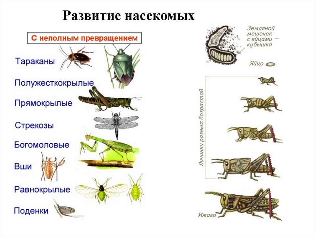 Развитие организмов насекомых