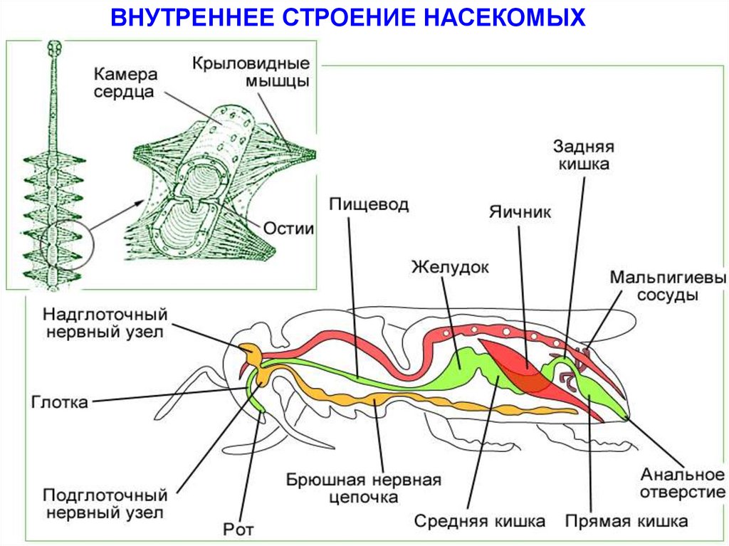 Рассмотрите рисунок напишите названия органов насекомого обозначенных цифрами