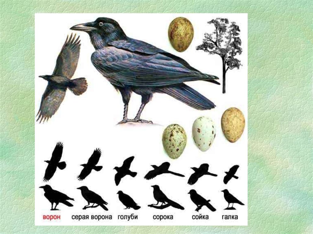 Антропогенные факторы в жизни серой вороны. Серая ворона размножение. Вороны размножение. Птицы размножаются. Как размножается ворон.