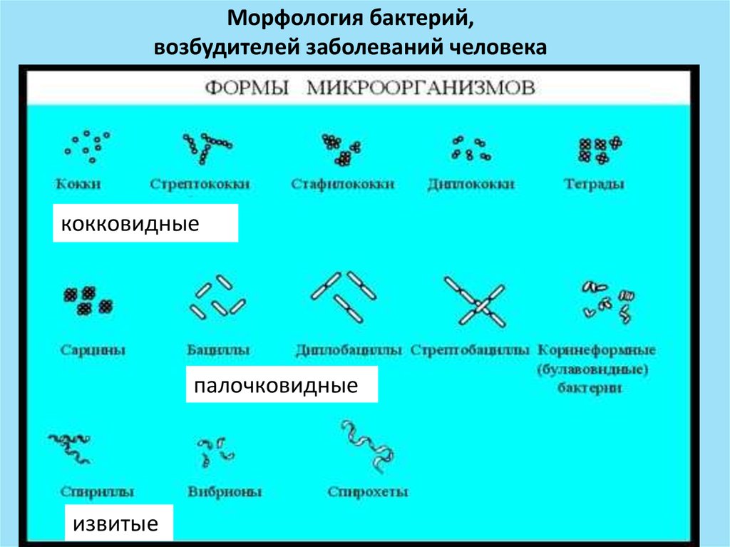 Морфология микроорганизмов микробиология. Морфология микроорганизмов микробиология таблица. Основные формы бактерий микробиология. Морфологические формы бактерий микробиология. Морфология бактерий по форме.