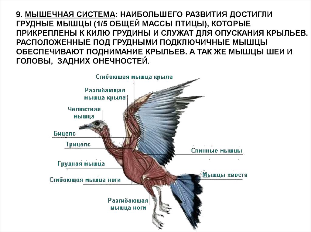 Вырост грудины киль. Мышечное строение птицы. Строение мышц птицы. Мускулатура птиц. Мышцы крыла птицы.