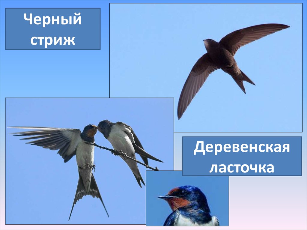 Как определить птицу по фото.