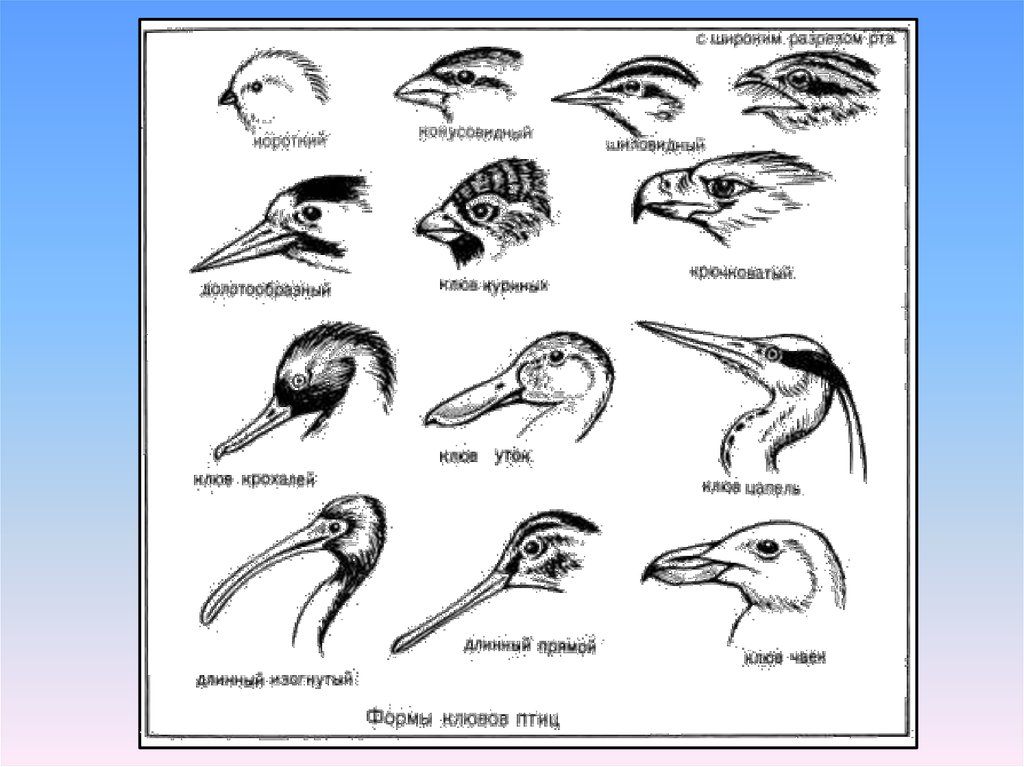Звуки определенных птиц