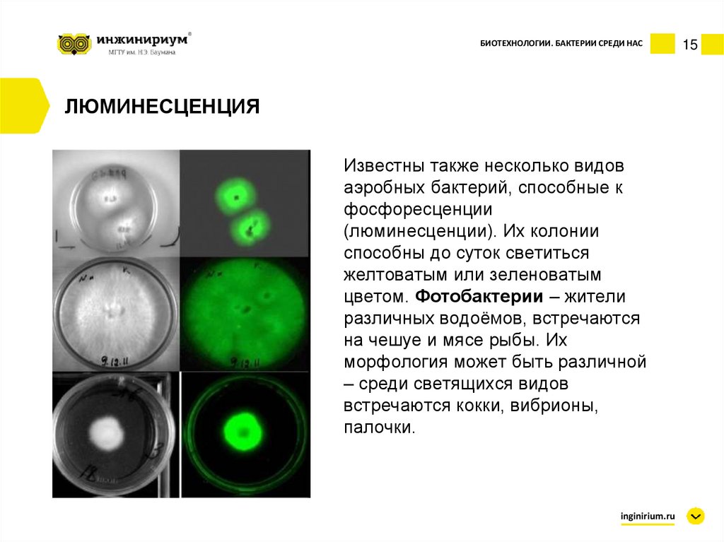 Схема описания колоний бактерий