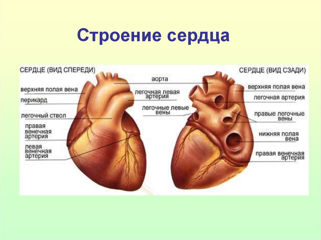 Виды анатомии. Наружное строение сердца вид спереди. Строение сердца спереди и сзади. Внешнее строение сердца вид сзади. Сердце наружное строение вид спереди и сзади.