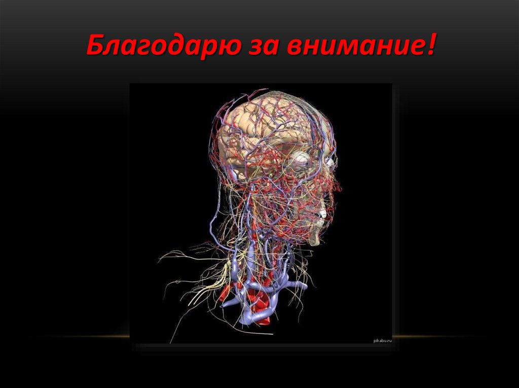 Анатомия сосудов головы. Сосуды головы анатомия. Сосуды головы и шеи анатомия.