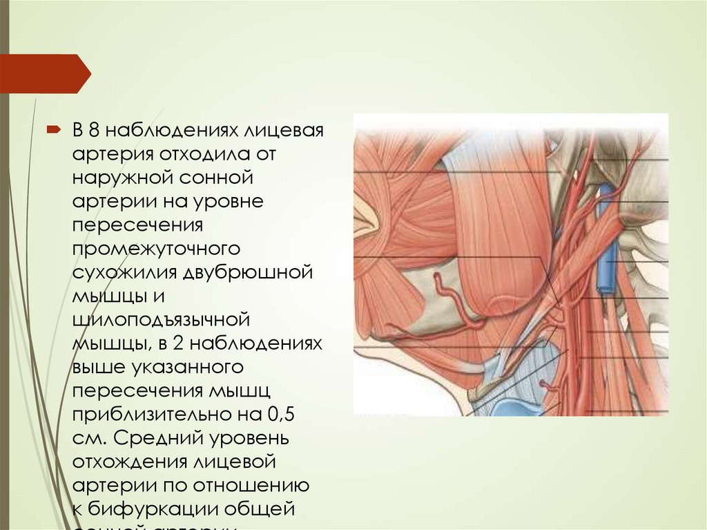 Лицевая артерия. Промежуточное сухожилие двубрюшной мышцы. Лицевая артерия отходит от наружной сонной артерии на уровне. Лицевая артерия презентация. Уровень отхождения лицевой артерии.