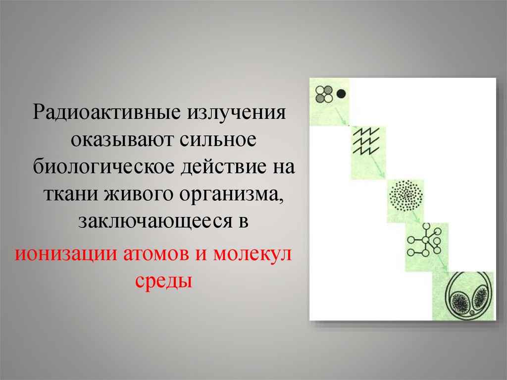 Биологическое поведение. Биологическое действие радиоактивных излучений. Биологическое воздействие радиации физика. Биологическое действие радиоактивных излучений презентация. Биологическое влияние радиации.