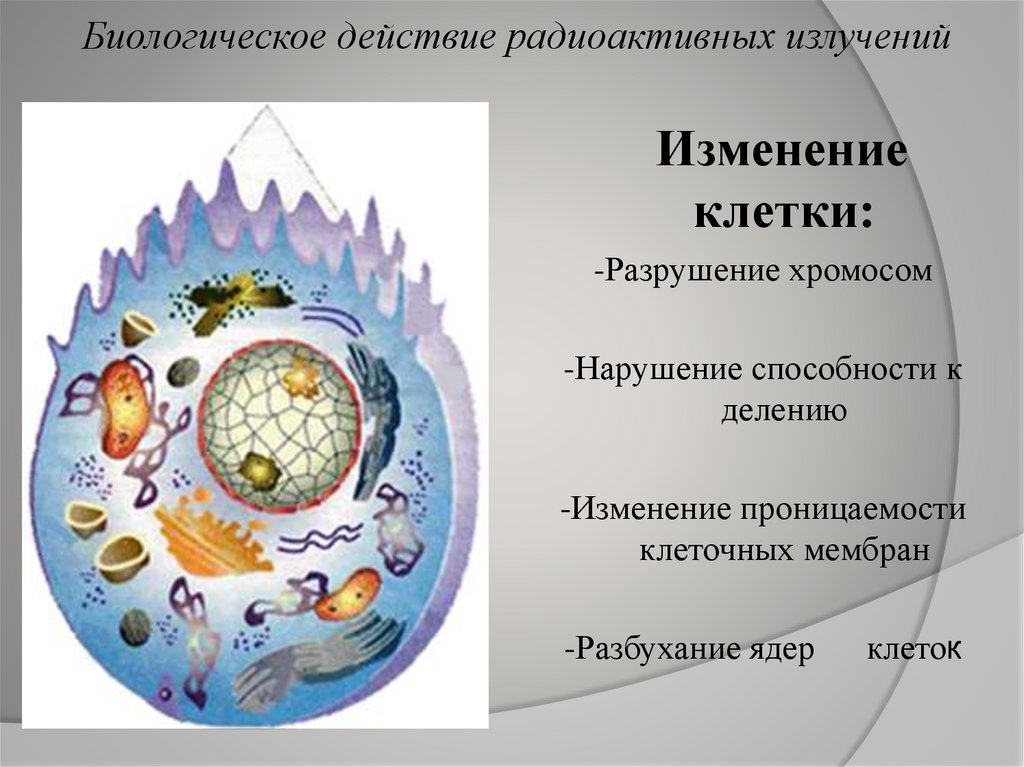 Проект биологические действия радиации