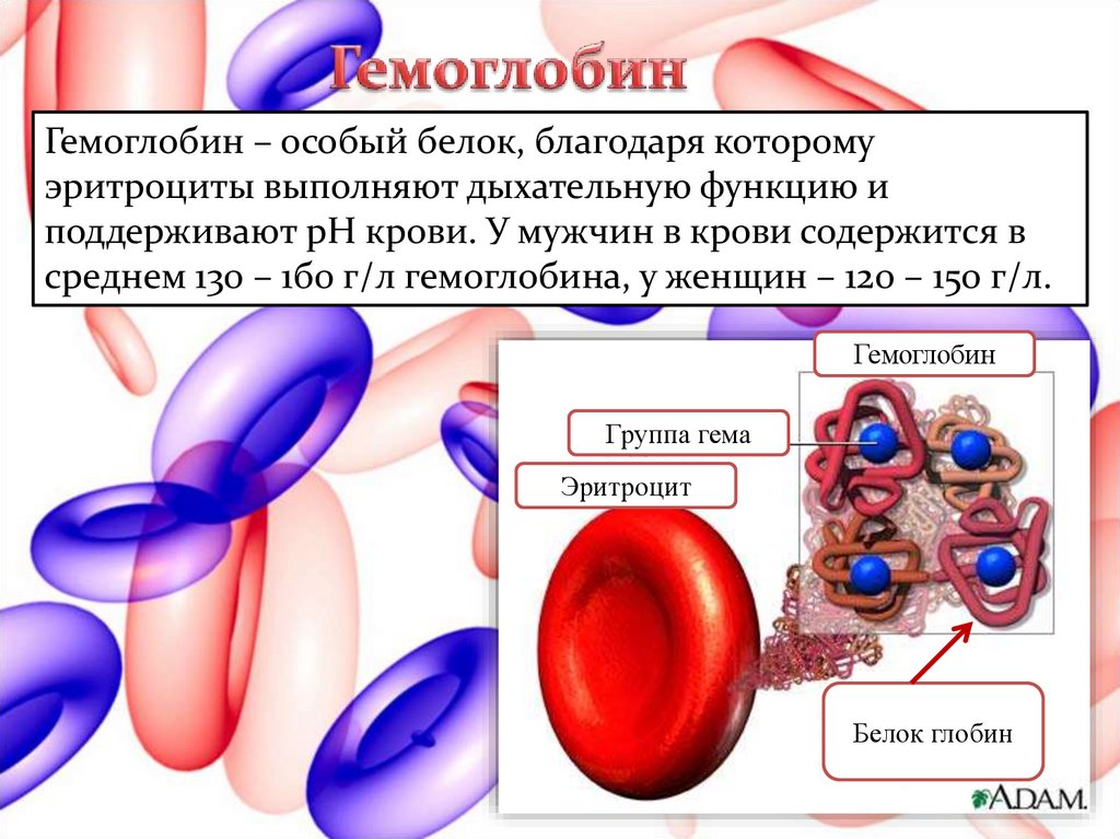 Белки в крови человека какие. Гемоглобин. Гемоглобин сложный белок. Гемоглобин в крови. Функции гемоглобина.