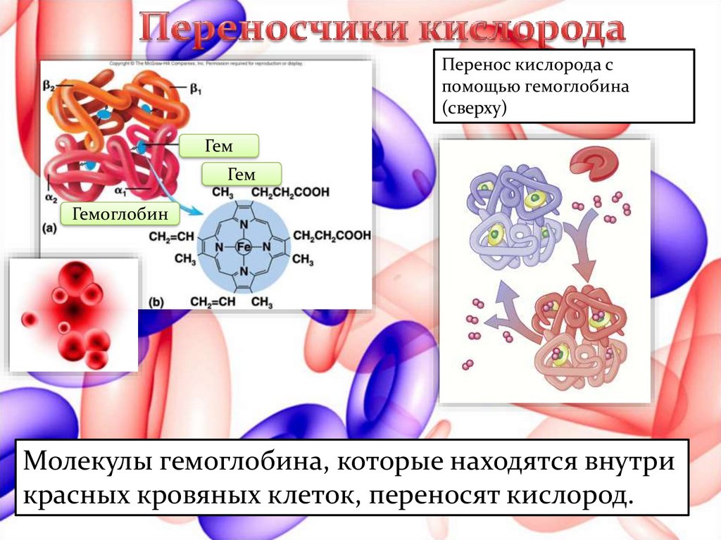 Жидкости переносящие кислород. Перенос кислорода эритроцитами. Перенос кислорода гемоглобином. Присоединение кислорода к гемоглобину. Соединение молекулы гемоглобина с кислородом.