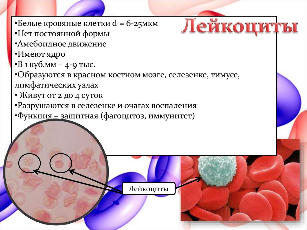 Лейкоциты не имеют постоянной формы