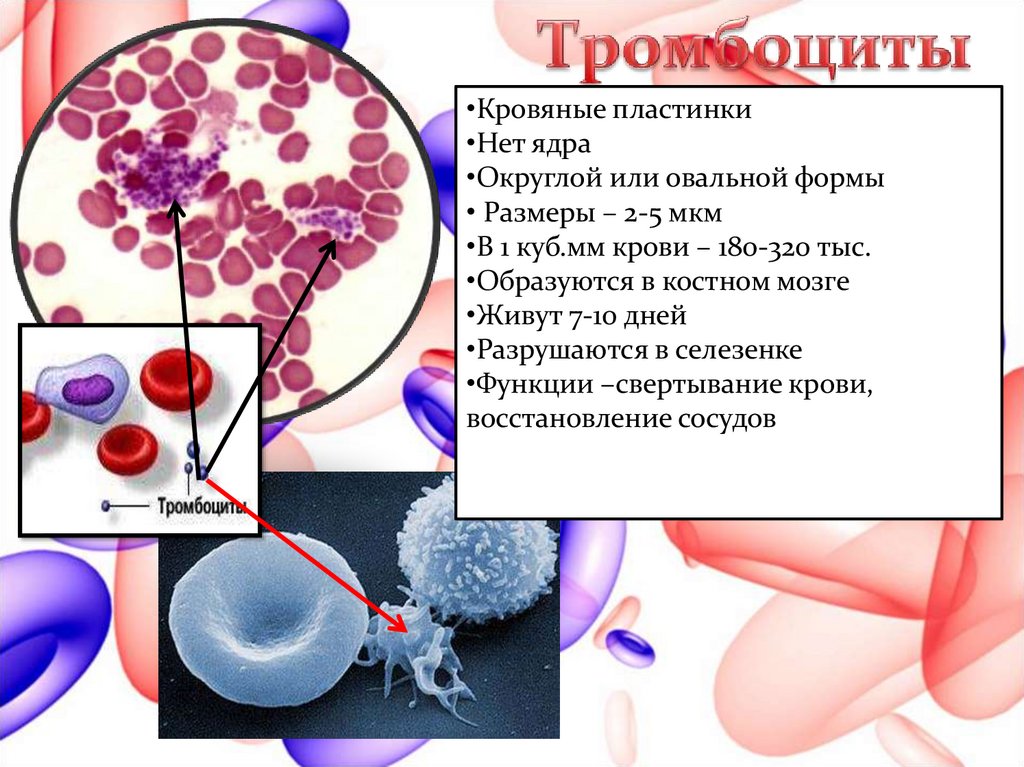 Клетки крови образующийся в костном мозге. Строение тромбоцитов в крови. Клетки крови тромбоциты. Размеры тромбоцитов человека. Тромбоциты образуются в селезенке.