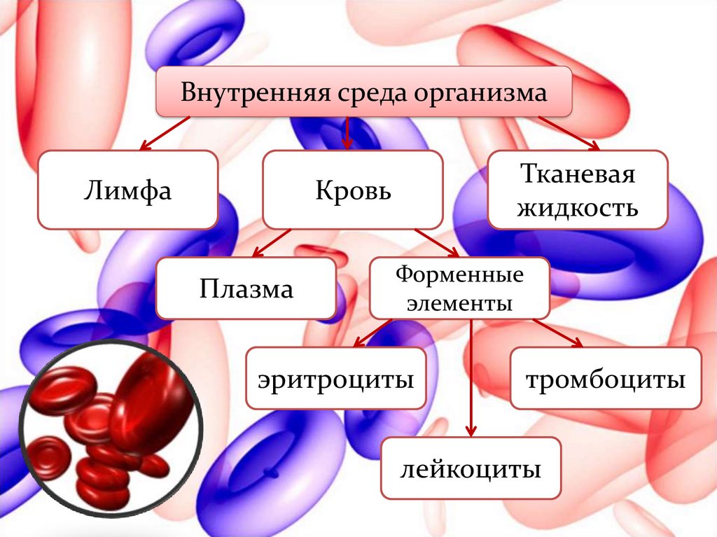Какого значение крови для организма
