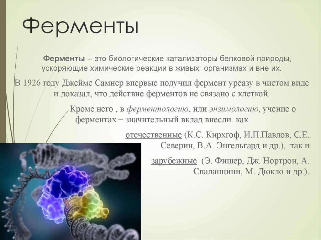Особенности реакций ферментов. Ферменты это. Ферменты слайд. Ферменты презентация. Биологические катализаторы белковой природы.