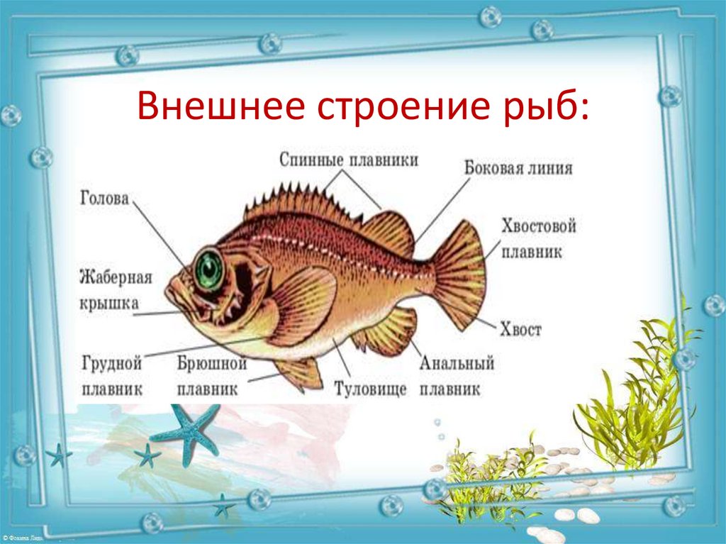 Рыбы презентация для детей. Строение рыбы для дошколят. Строение рыбы для детей. Строение рыбы для дошкольников. Строение рыбы схема для детей.