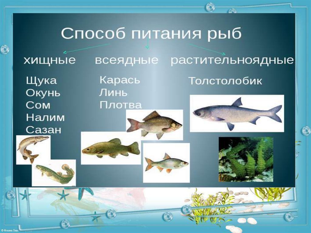Рыбы 10 класс. Презентация на тему рыбы. Рыба для презентации. Рыбы окружающий мир. Презентация рыбы для дошкольников.