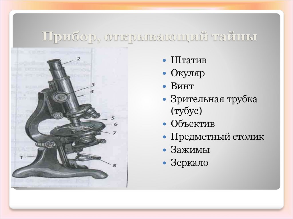 Открой прибор. Строение микроскопа 5 класс биология регулировочный винт. Окуляр тубус объектив штатив зажим предметный столик зеркало. Строение микроскопа штатив зеркало предметный столик. Зрительная трубка микроскопа.