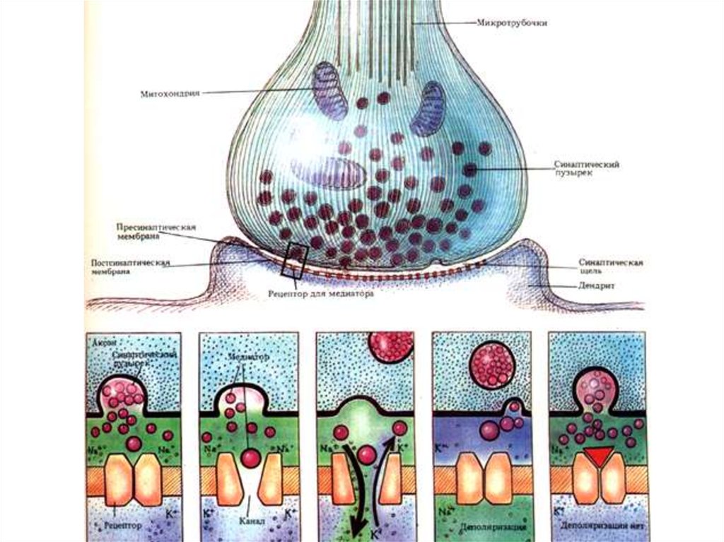 Синапс биология. Схема центрального химического синапса. Схема выброса медиатора и процессов происходящих в синапсе. Синапс схема микротрубочки. Рецепторы постсинаптической мембраны.