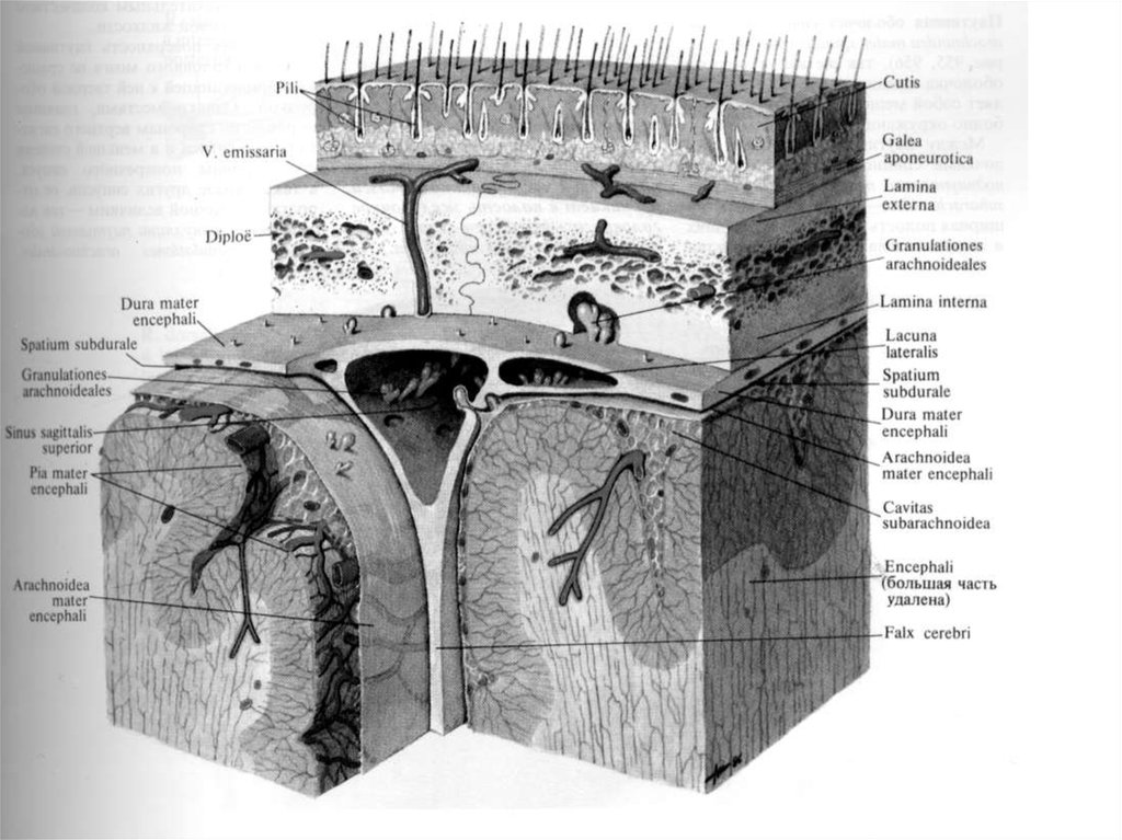 складчатая пахендемия. связки купера анатомия. Cutis латынь. молочная железа связка купера. червь анатомия цнс.