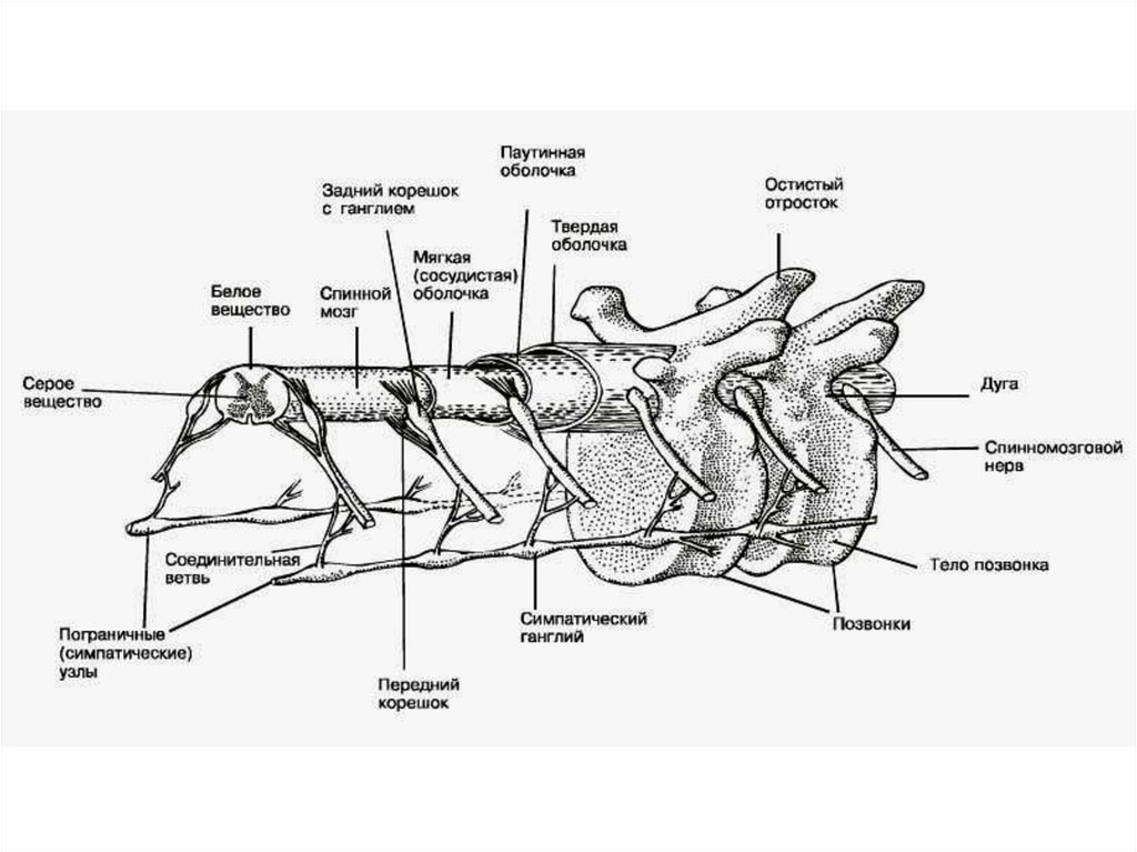 Паутинная оболочка. Нервная система собак презентация. ЦНС собаки строение. Строение спинного мозга млекопитающих. Анатомия спинного мозга собаки.