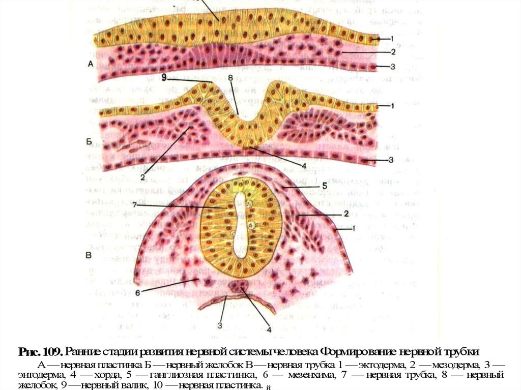 Функции нервной трубки. Формирование нервной пластинки. Зоны нервной трубки. Образование нервной трубки и нервных гребней.